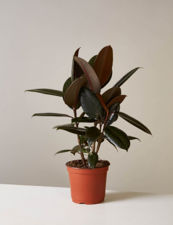 Rubber tree