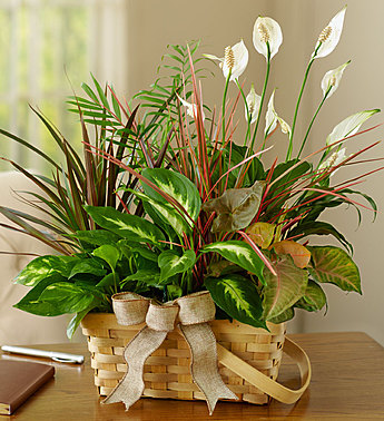 1-800-Flowers Classic Dish Garden