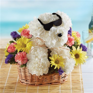 1-800-FLOWERS® COOL PUP™ in Valley City, OH | HILL HAVEN FLORIST & GREENHOUSE 1-800-FLOWERS® COOL PUP™ in Valley City, OH | HILL HAVEN FLORIST & GREENHOUSE