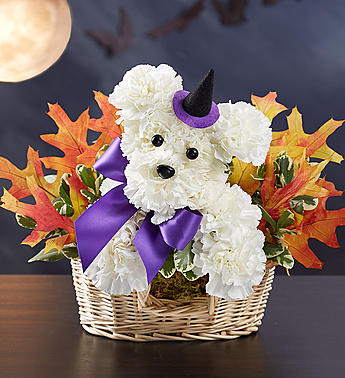 1-800-Flowers® Witchy-Pooch™