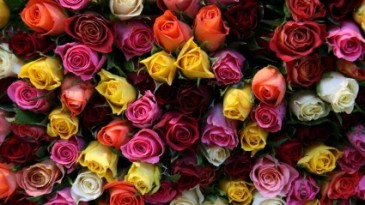 1 Dozen Roses mixed Dizayn choose