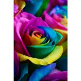 1 Dozen Tie-Dye Roses 