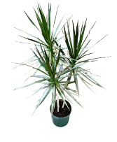 1 Gal Dracena Tree 