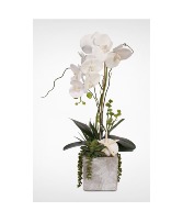 1 White Phalaenopsis Orchid Coastal Design  