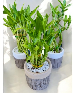 10"-12" Bamboo Plant  (LGOE)