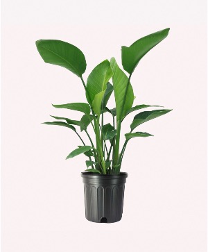 10" Birds Of Paradise House Plant