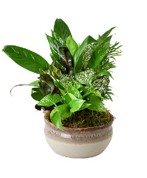 10" CERAMIC GARDEN PLANT