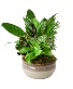Purchase this funeral home arrangement