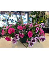10" Combination Hanging Plant 