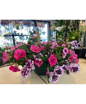 10" Combination Hanging Plant 