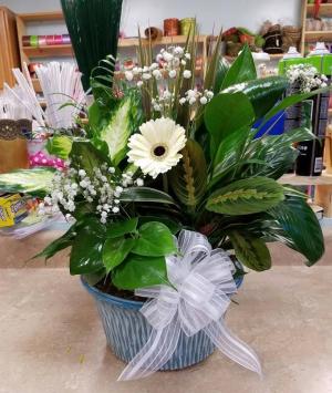 12" Dish garden Plant