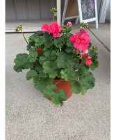 10" Geranium Patio Pot 