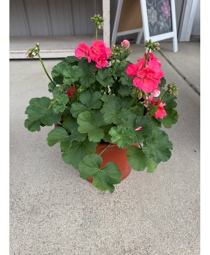 10" Geranium Patio Pot 