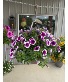 10" Hanging Basket  