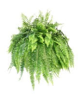10" Hanging Basket Boston Fern 