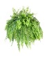 10" Hanging Basket Boston Fern 