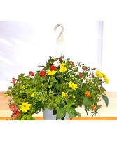10" Hanging Basket Outdoor