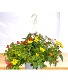 10" Hanging Basket Outdoor