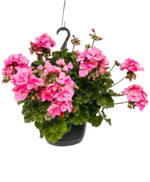 10" Sun Hanging Baskets 