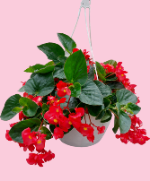 10" Hanging Begonia Basket Outdoor Plant