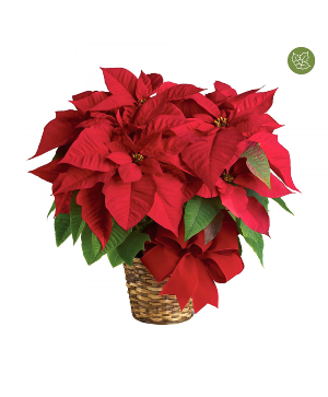 10" Holiday Poinsettia 