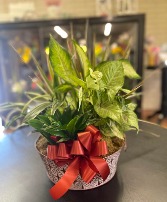 10 Inch Dish Garden Plant