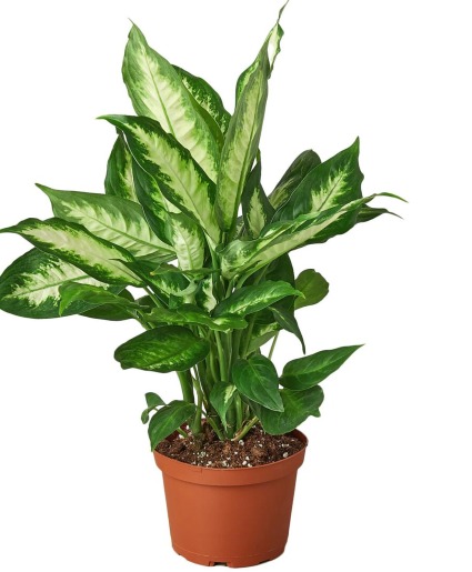 10 inch Dumb Cane
