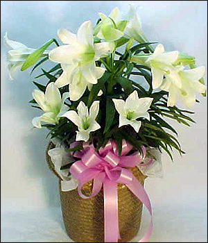 10 inch Easter Lily 2or 3 stalks in a wicker basket