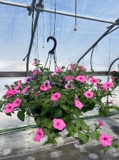 10 INCH HANGING BASKET  MOTHER'S DAY 