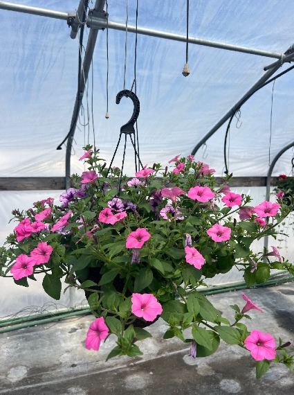 10 INCH HANGING BASKET MOTHER'S DAY