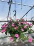 10 INCH HANGING BASKET  MOTHER'S DAY 
