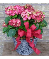 10 INCH HYDRANGEA IN TIN Outdoor blooming plant