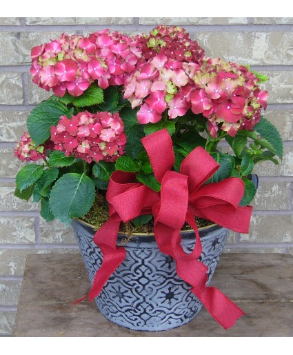 10 INCH HYDRANGEA IN TIN Outdoor blooming plant