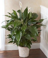 Super Large Peace Lily Floor Size