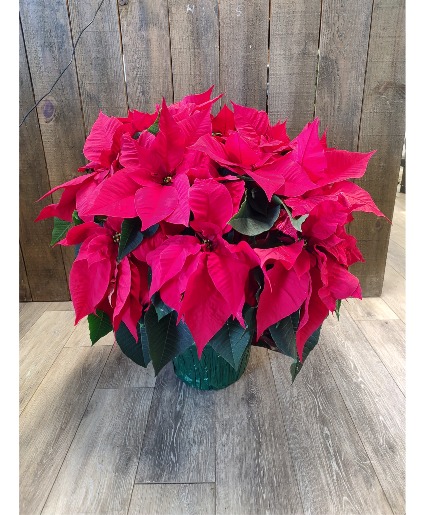 8 inch poinsettia  Plant