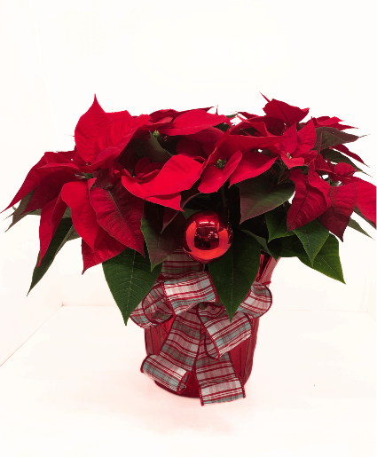 10 inch Poinsettias Potted Plant