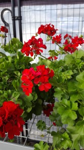 10 inch pot red geranium outdoor plant