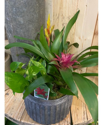 10 inch Bromeliad garden Plant