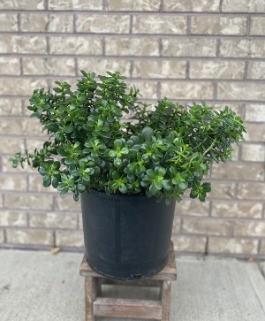 10" Jade Plant Indoor Plant