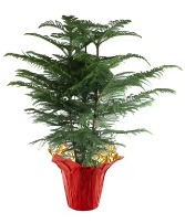 10" Norfolk Pine Plant