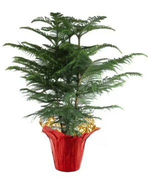 10" Norfolk Pine Plant