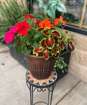 10" Patio Pot Mixed  Patio Pot 