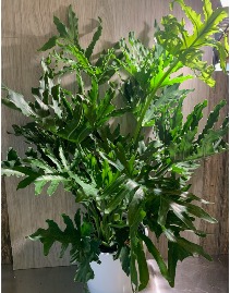 10” Green Plant In Ceramic White/Black Pot