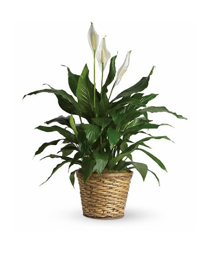  PEACE LILY PLANT