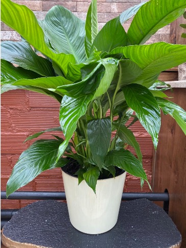 10" Peace Lily Plant  in Jefferson City, MO | RIVER CITY FLORIST & GIFTS