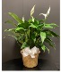 10" Peace lily Potted plant