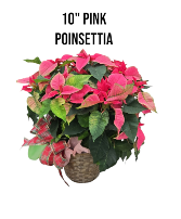 10" Pink Poinsettia 