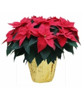 10" Poinsetta Potted Plant Plant