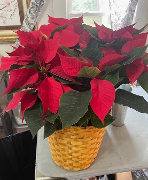 10" poinsettia in basket  blooming plant