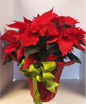 10" Poinsettia Plant